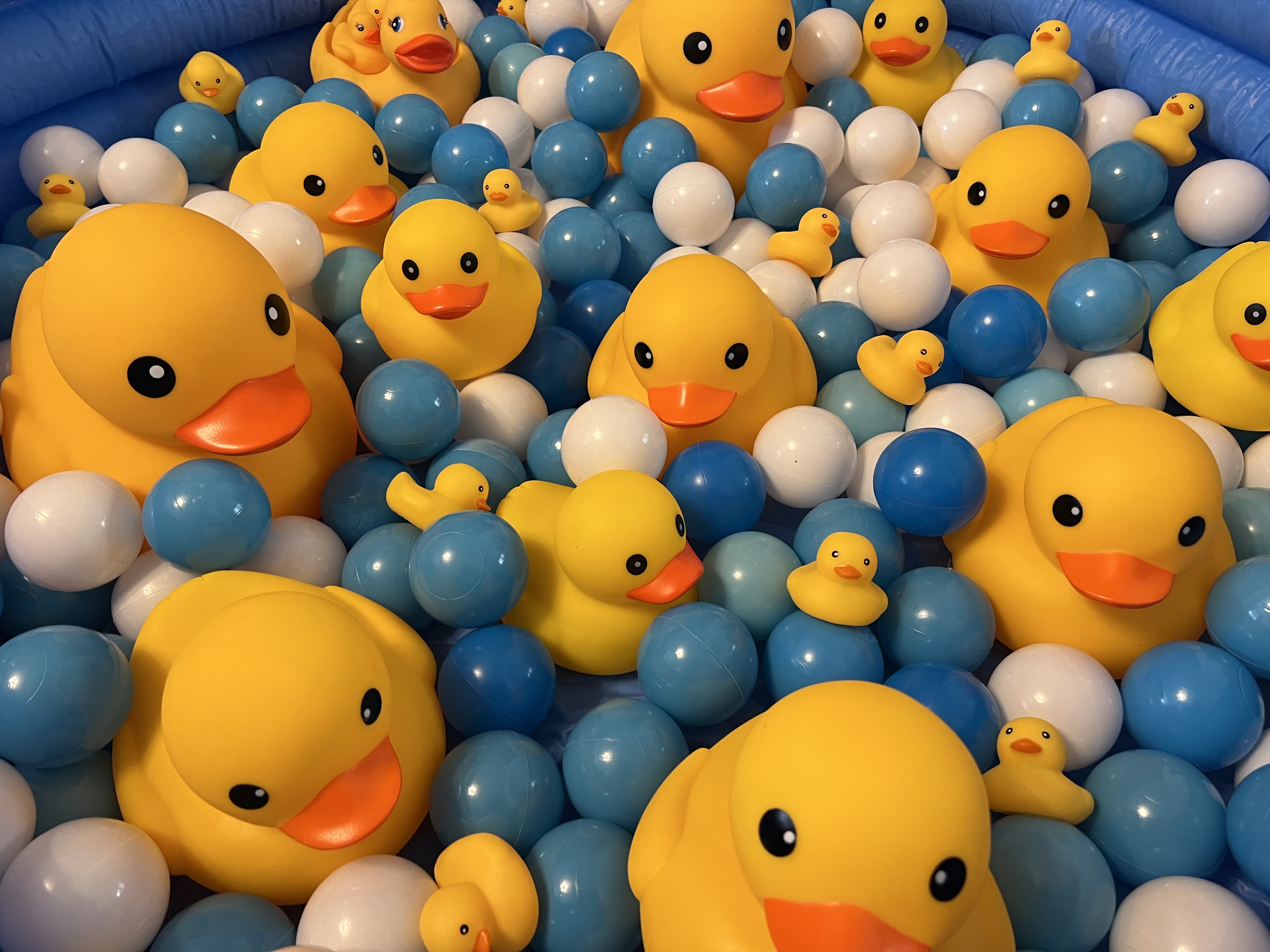 Yellow Ducks Blackwood